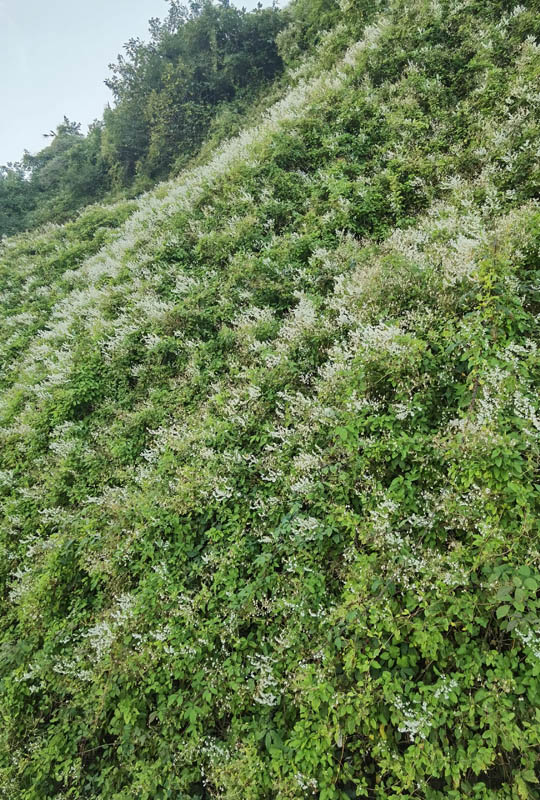 Polygonum aubertii photo